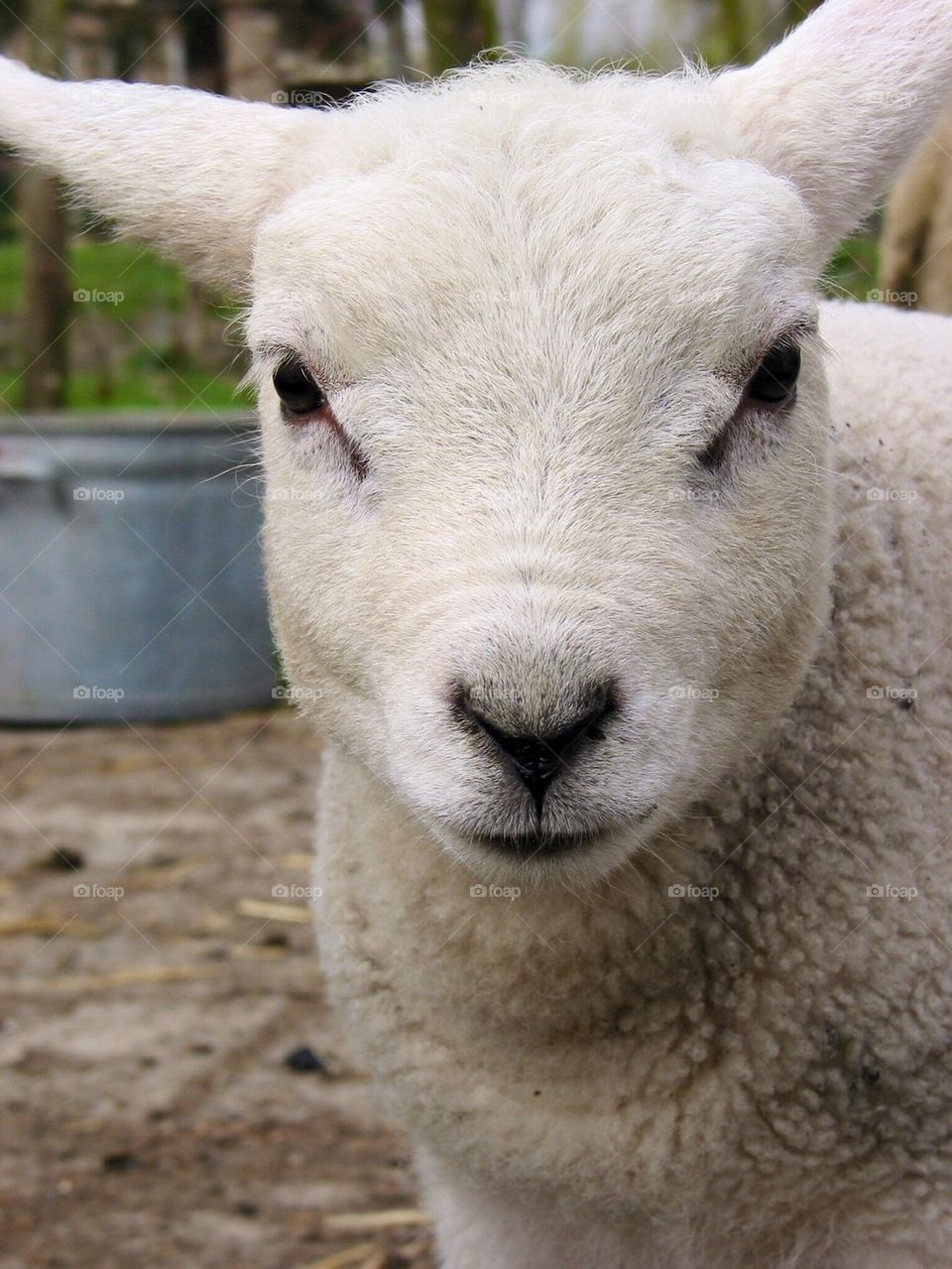 Close-up of a lamb