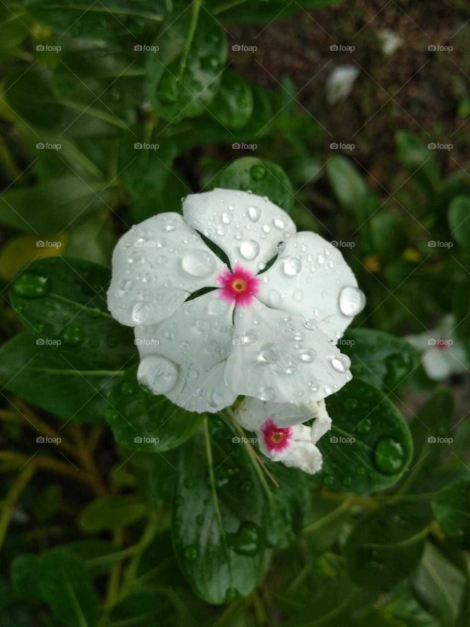 white flower in garden