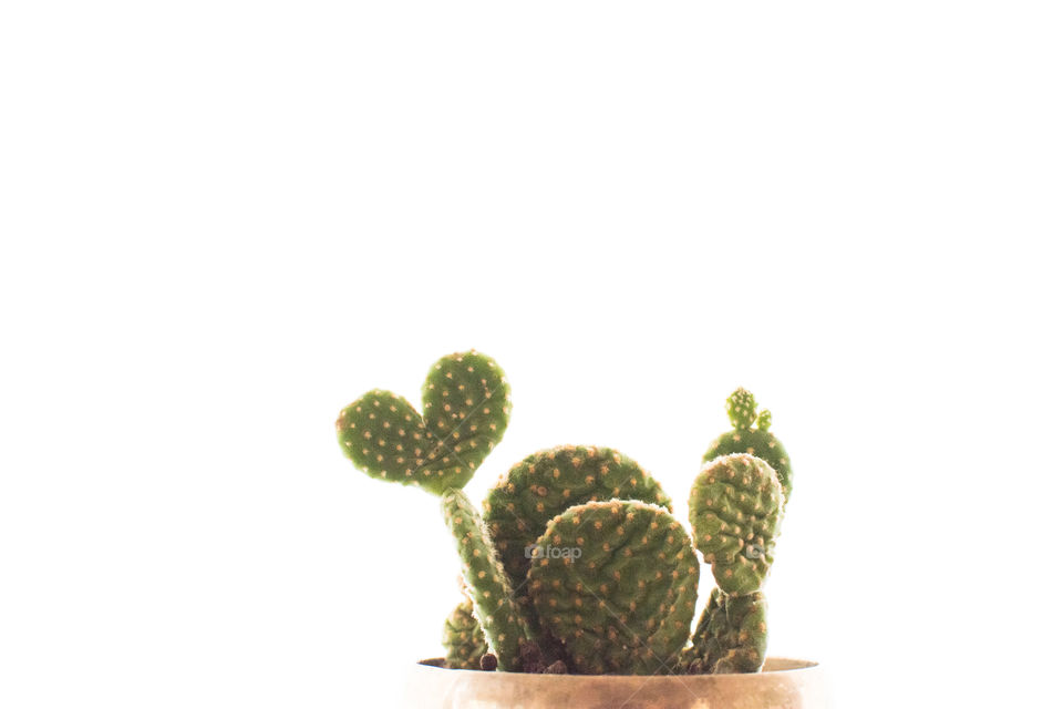 Heart shape cactus 