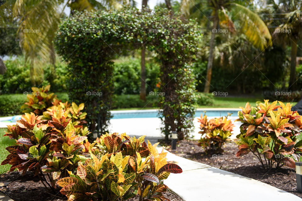 Walking path lined with tropical bushes to a greenery arch arbor with palm trees in the background