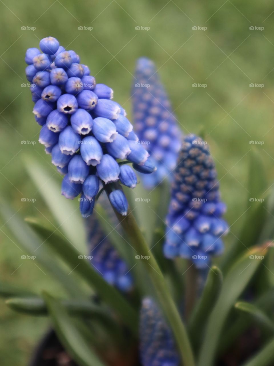 Purple flower blooms in a garden during springtime. Puget Sound, Washington State