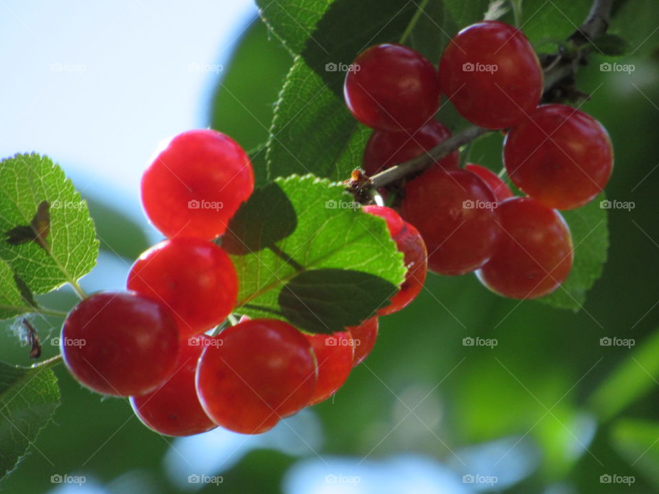 harvest of red berries