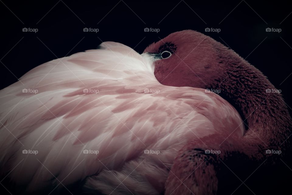 Pink flamingo