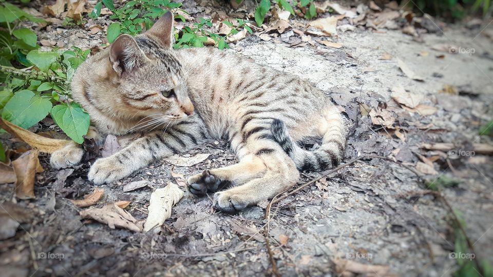 Cute cat was sitting calmly on the ground.This was a very cute cat.  But sadly it has left this world just a few days ago.