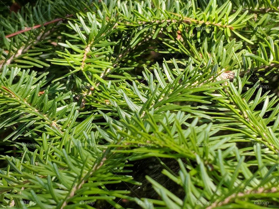 Crisp green pine needles
