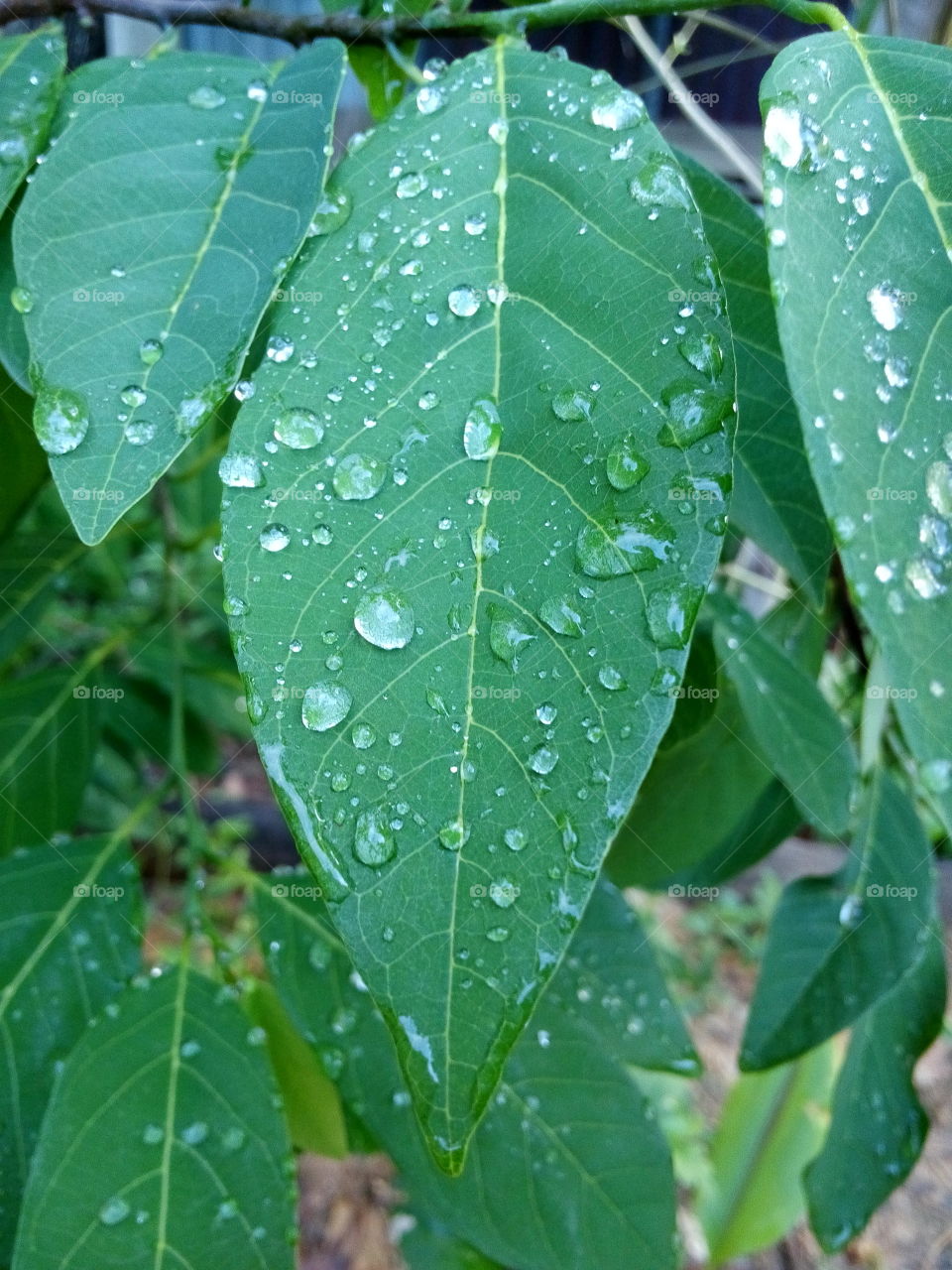 leaves. Water droplets on leaves.