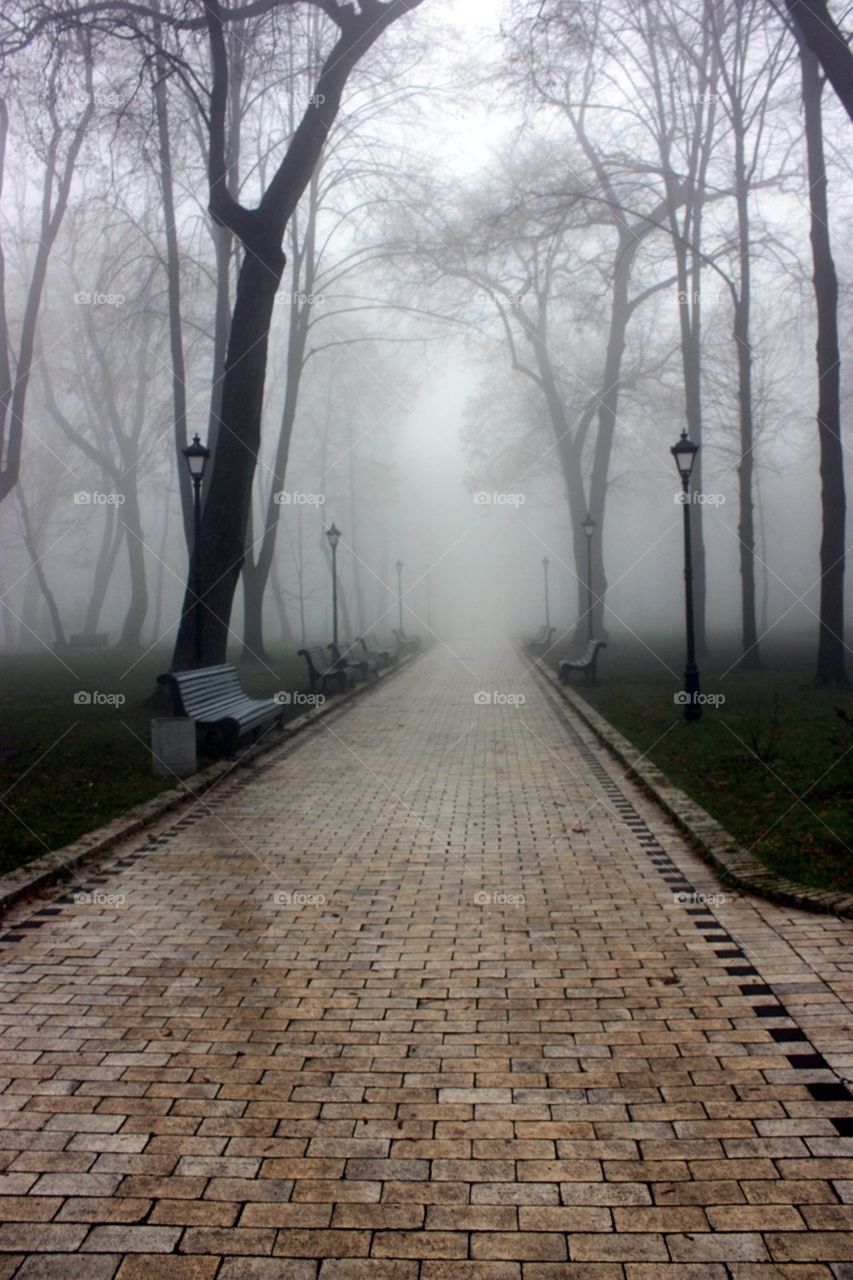 No Person, Wood, Tree, Road, Guidance