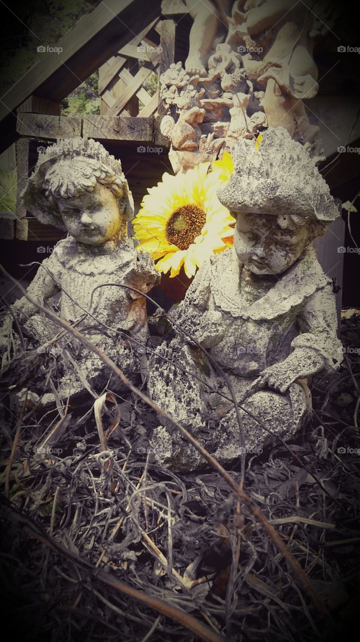 sunflowers now only memories of summer