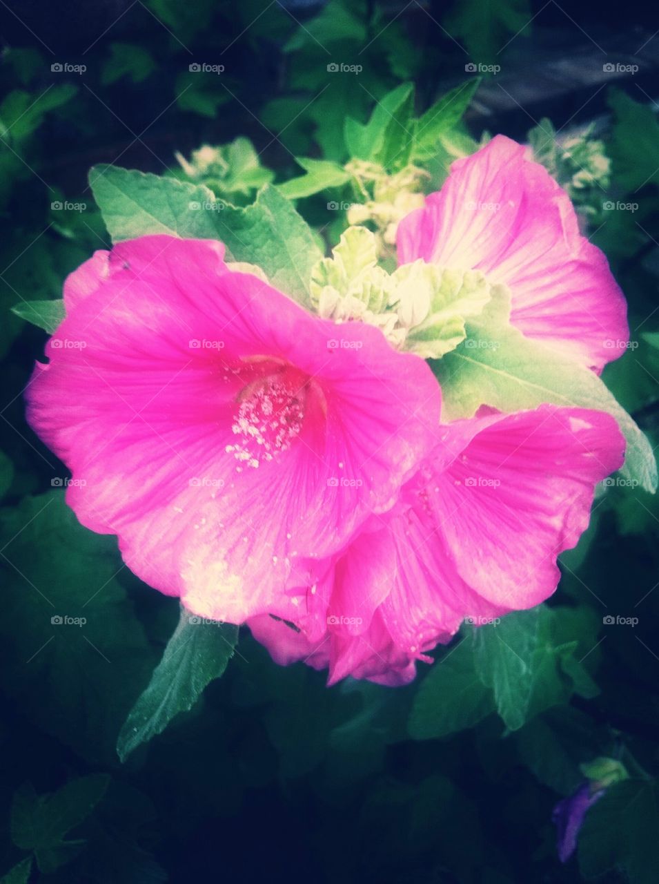 Pink hollyhock flowers
