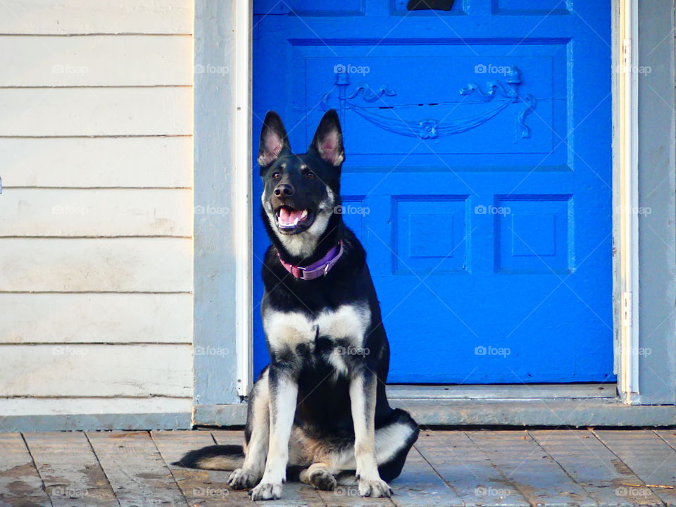 Blue door dog