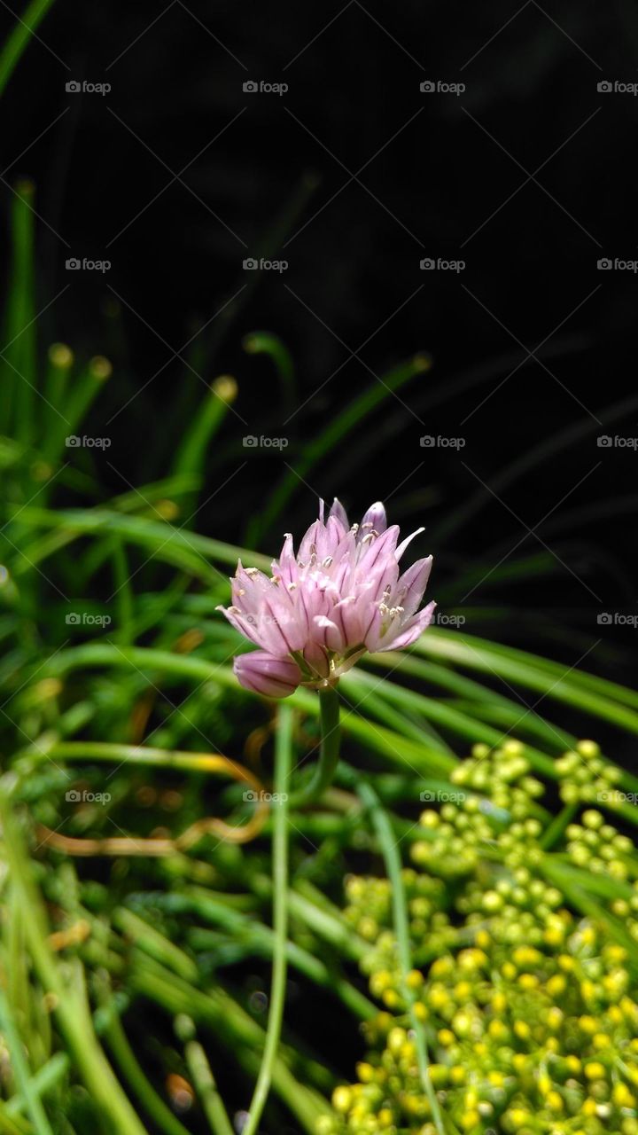Allium