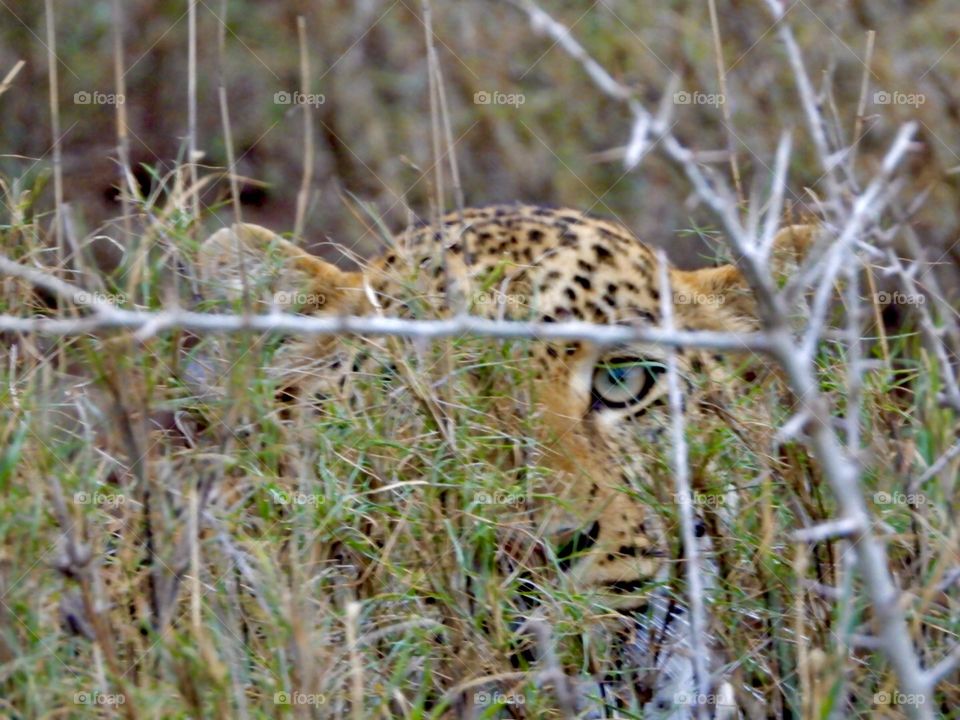 Leopard is always keeping an eye out