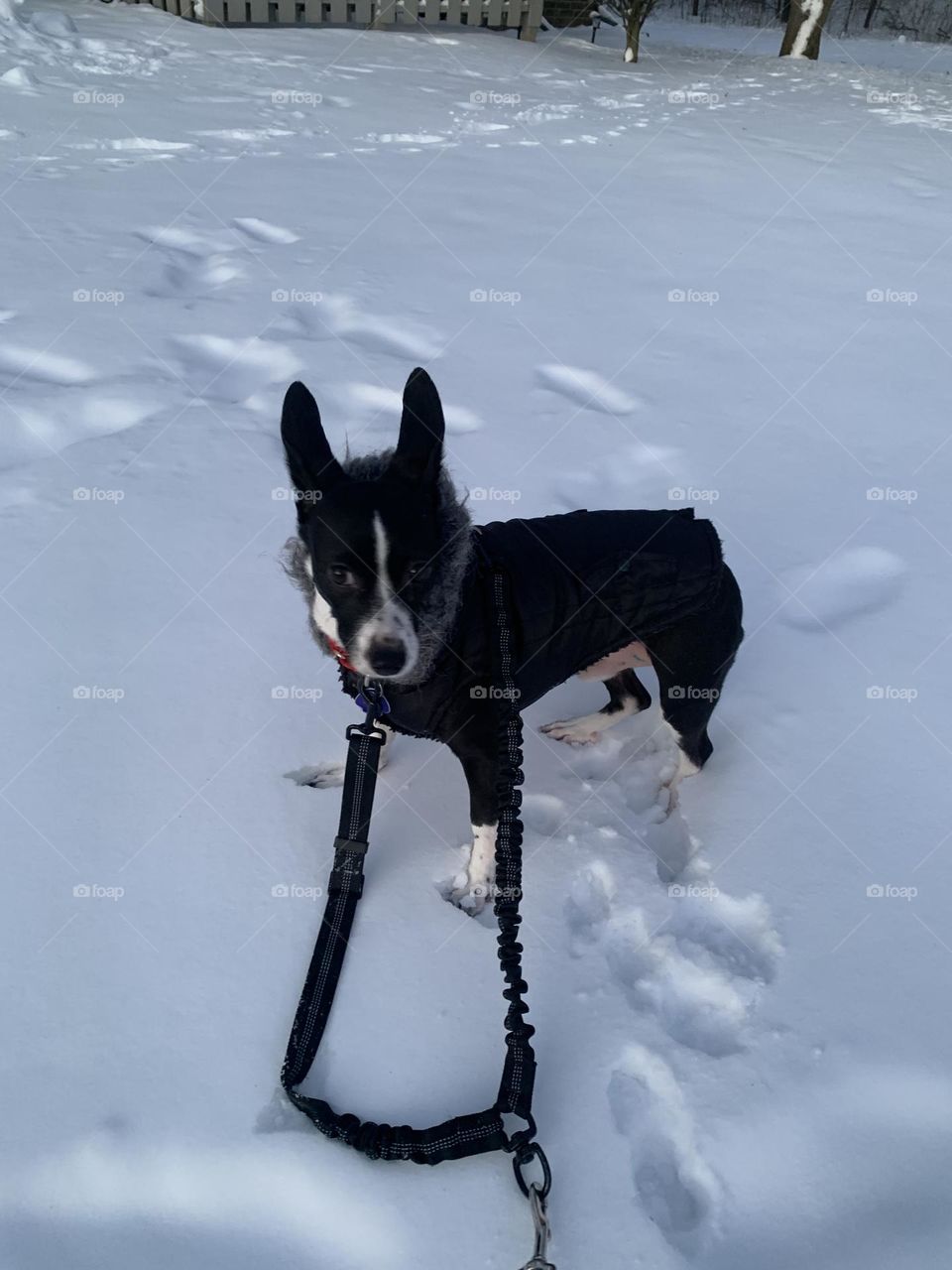 Dog on leash with puffy fur coat in snow