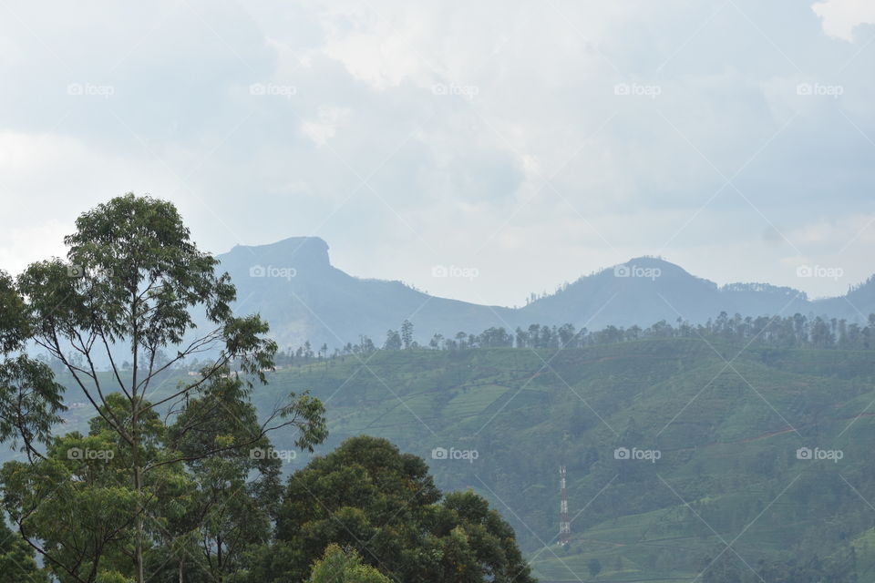 Beautiful misty  morning in the Hill Country
