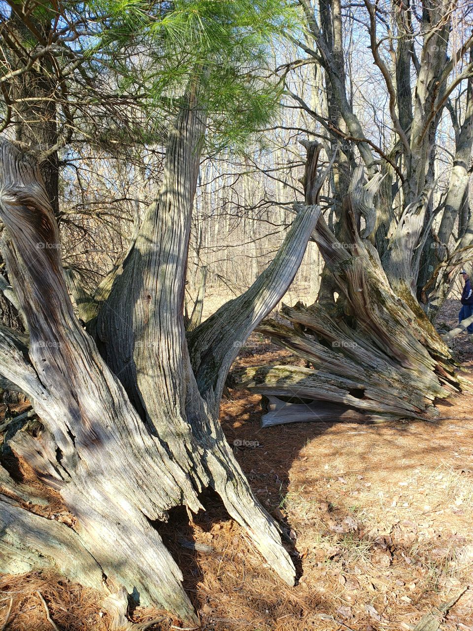 large dry tree root stumps