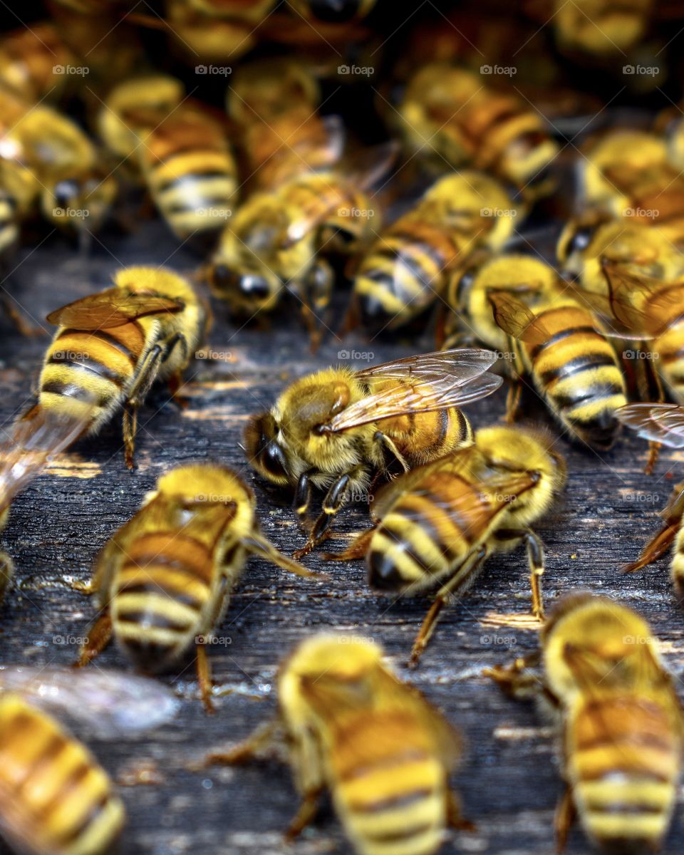 Beehive, Bee, Honey, Honeycomb, Beeswax