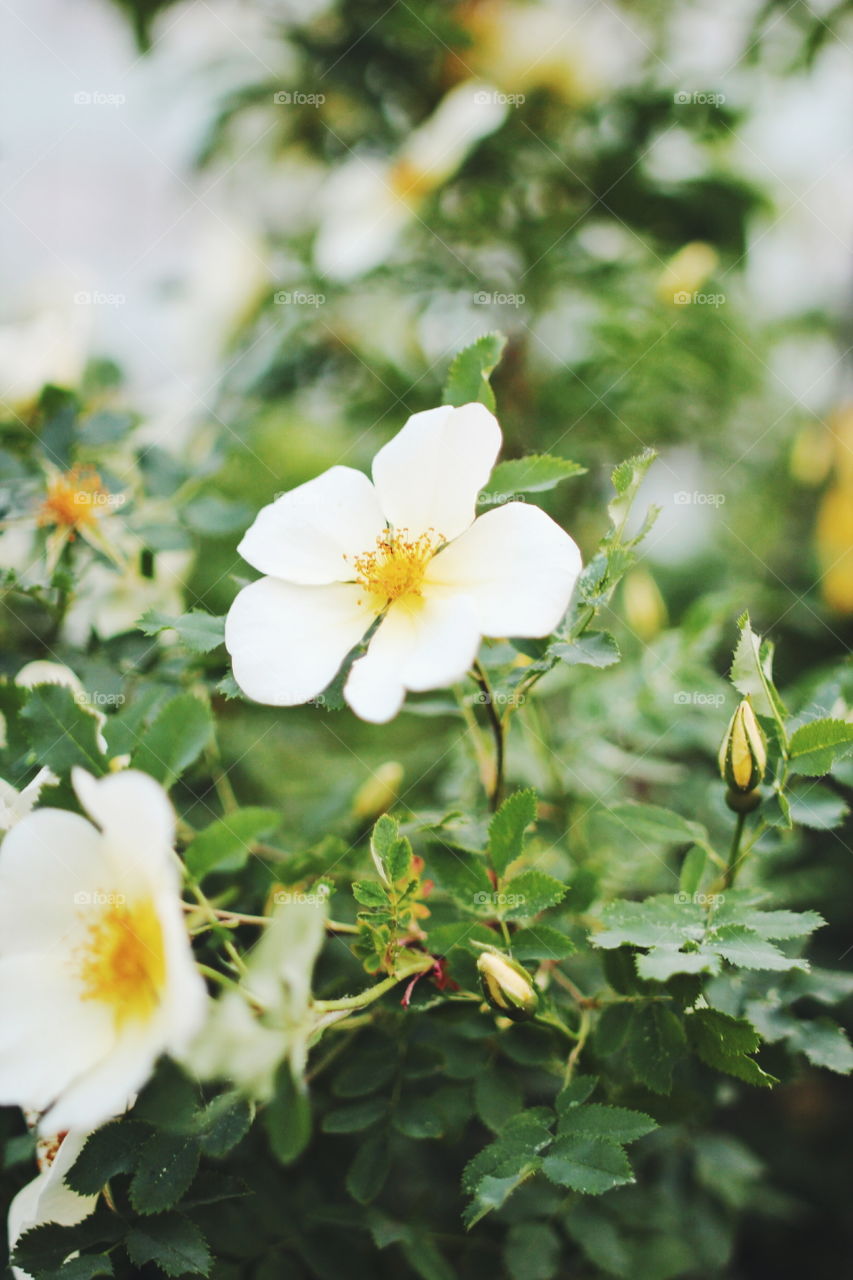 Flower, Nature, Garden, Flora, Leaf