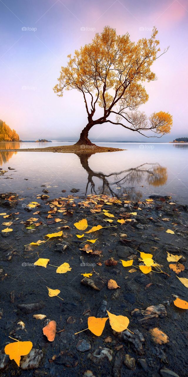 beautiful yellow tree