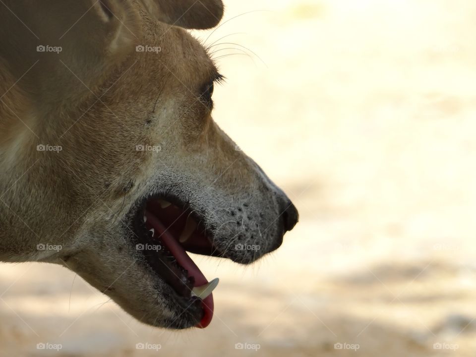 Close-up of a dog with open mouth