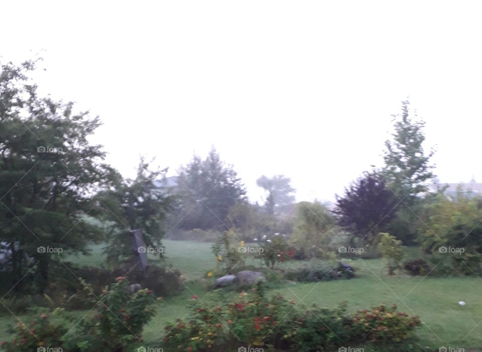 misty morning  in the garden