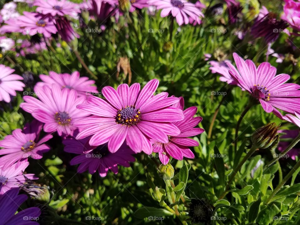 Beautiful blooming flowers in field