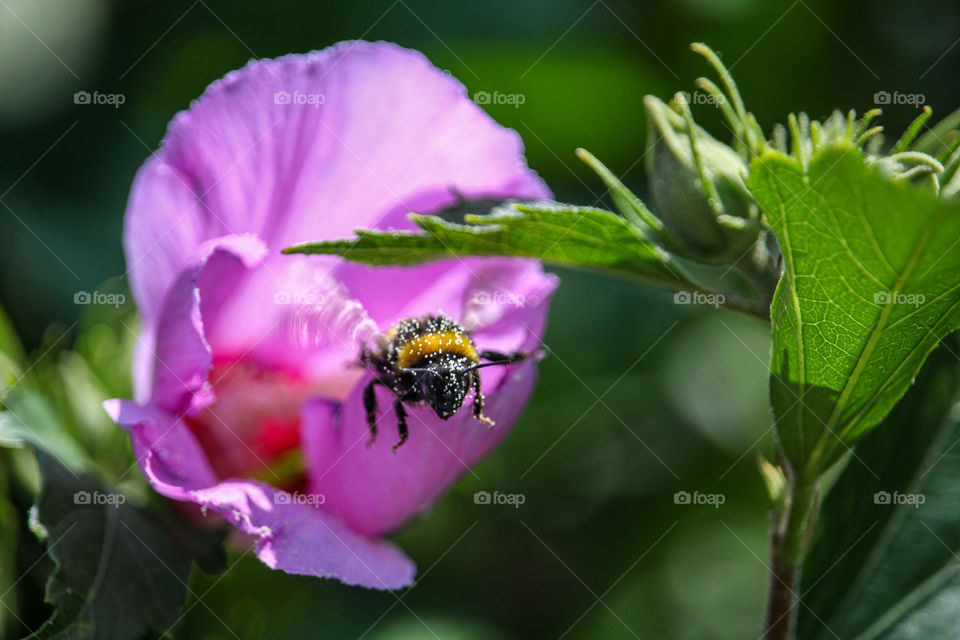 bumblebee and the large purple flower