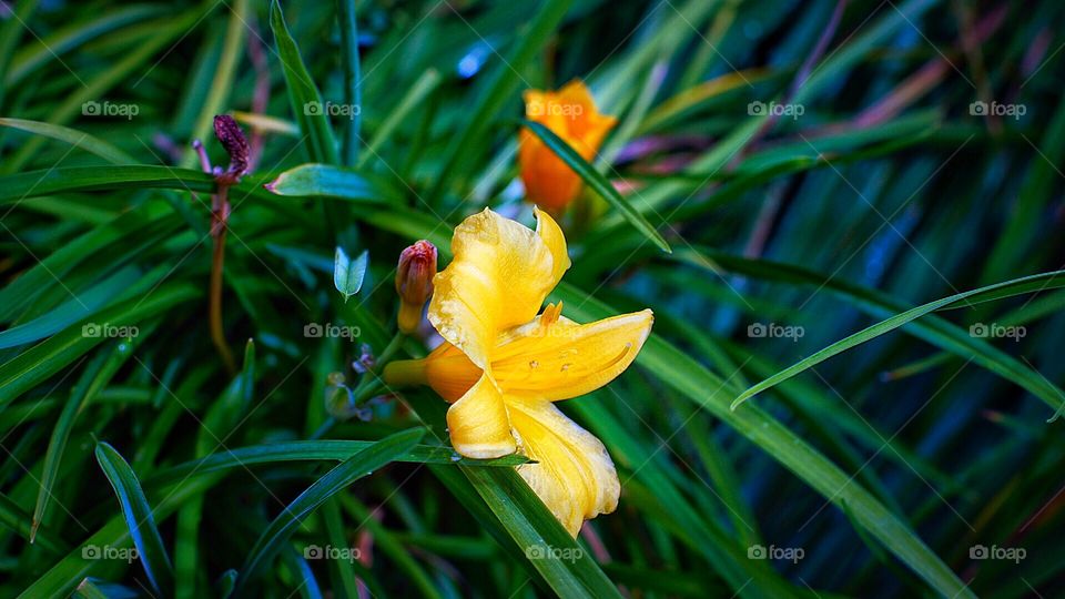 Nature, Leaf, Flora, Garden, Flower