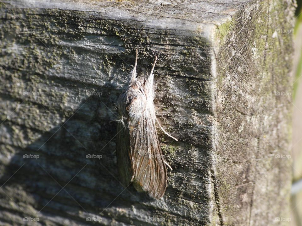 A moth on a fence 