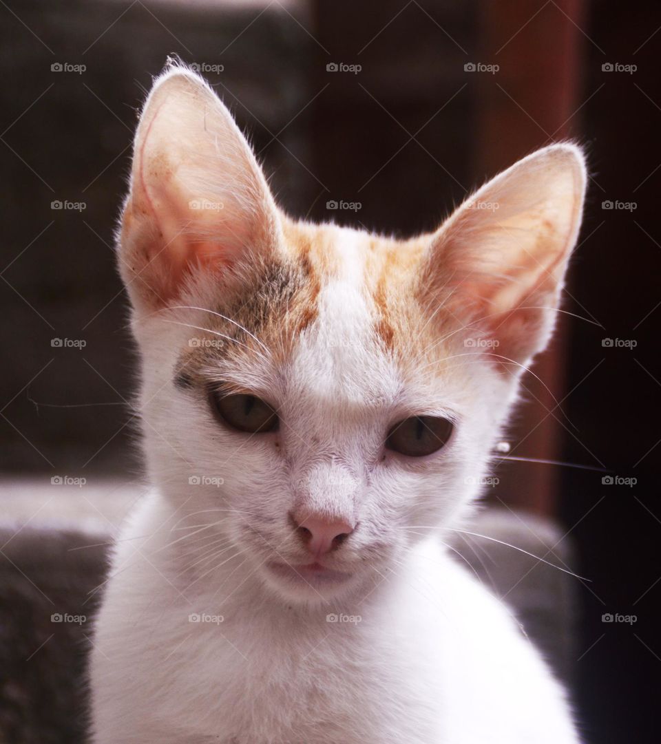 little cat waiting for mon