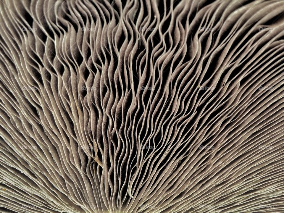 Mushroom Gills