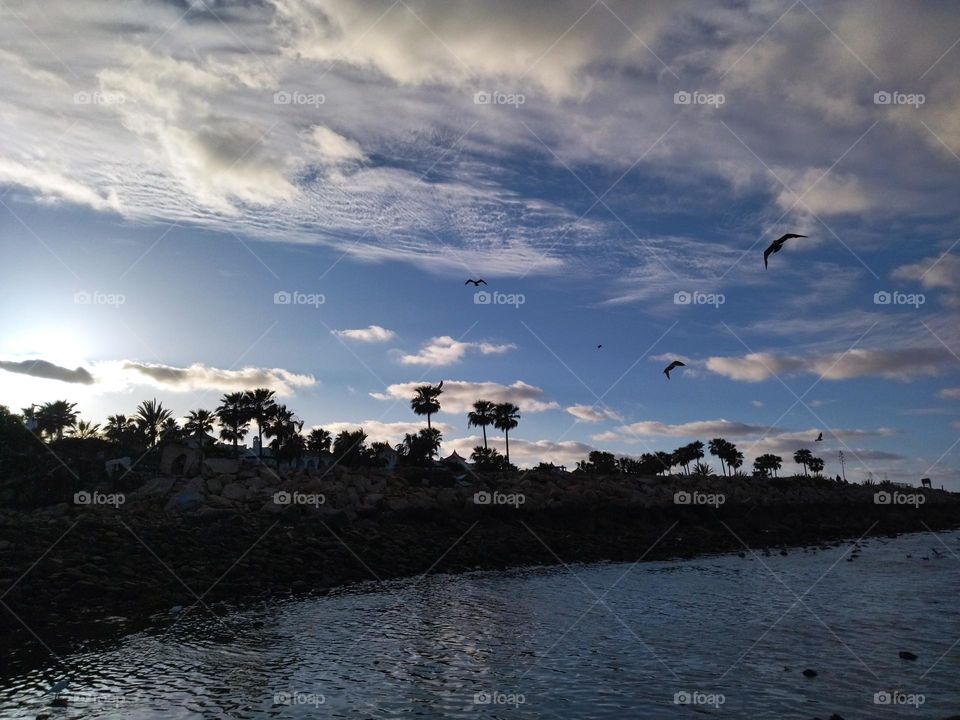 seagull and free flying