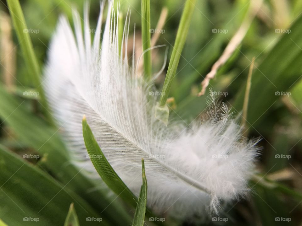 Feather 