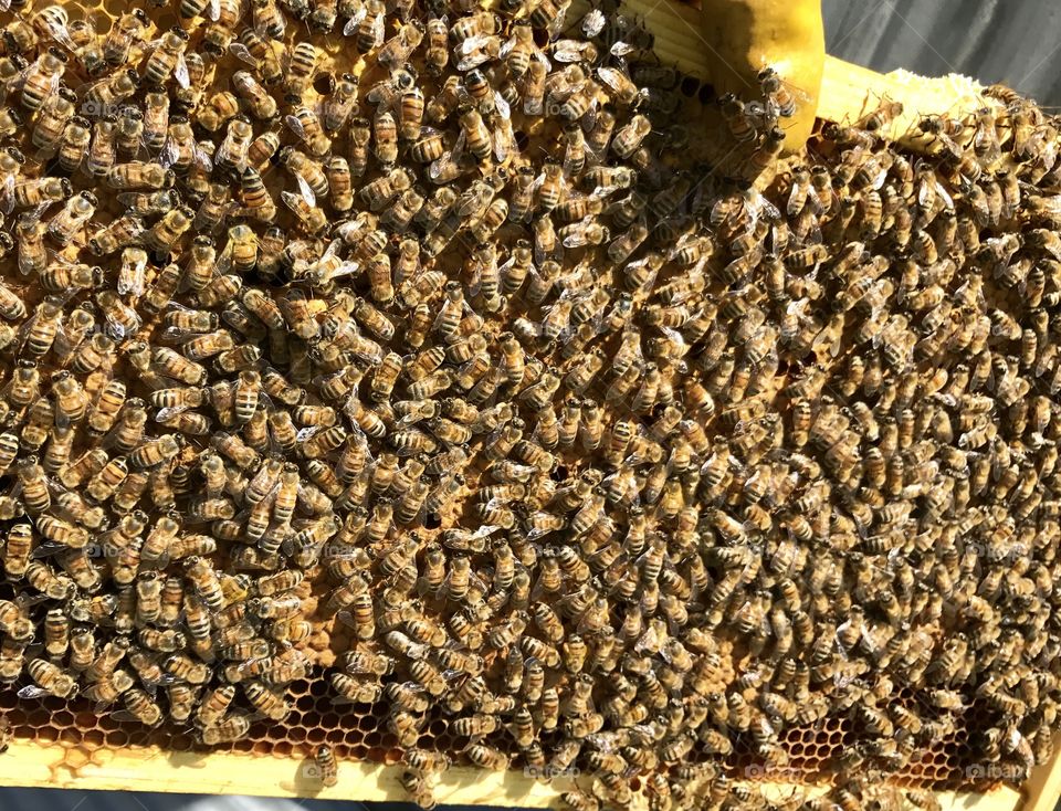 Good Frame of Bees