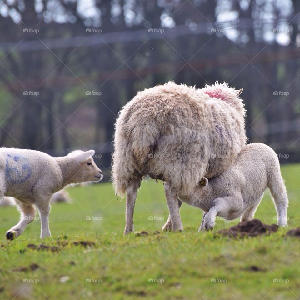 lambs and ewe