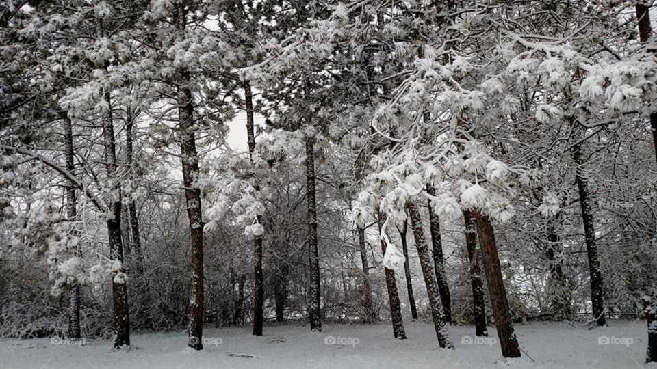 snow covered forest