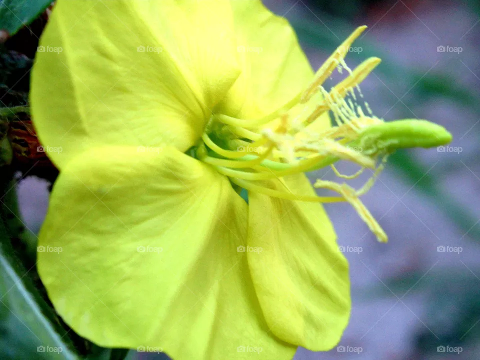 field yellow flower