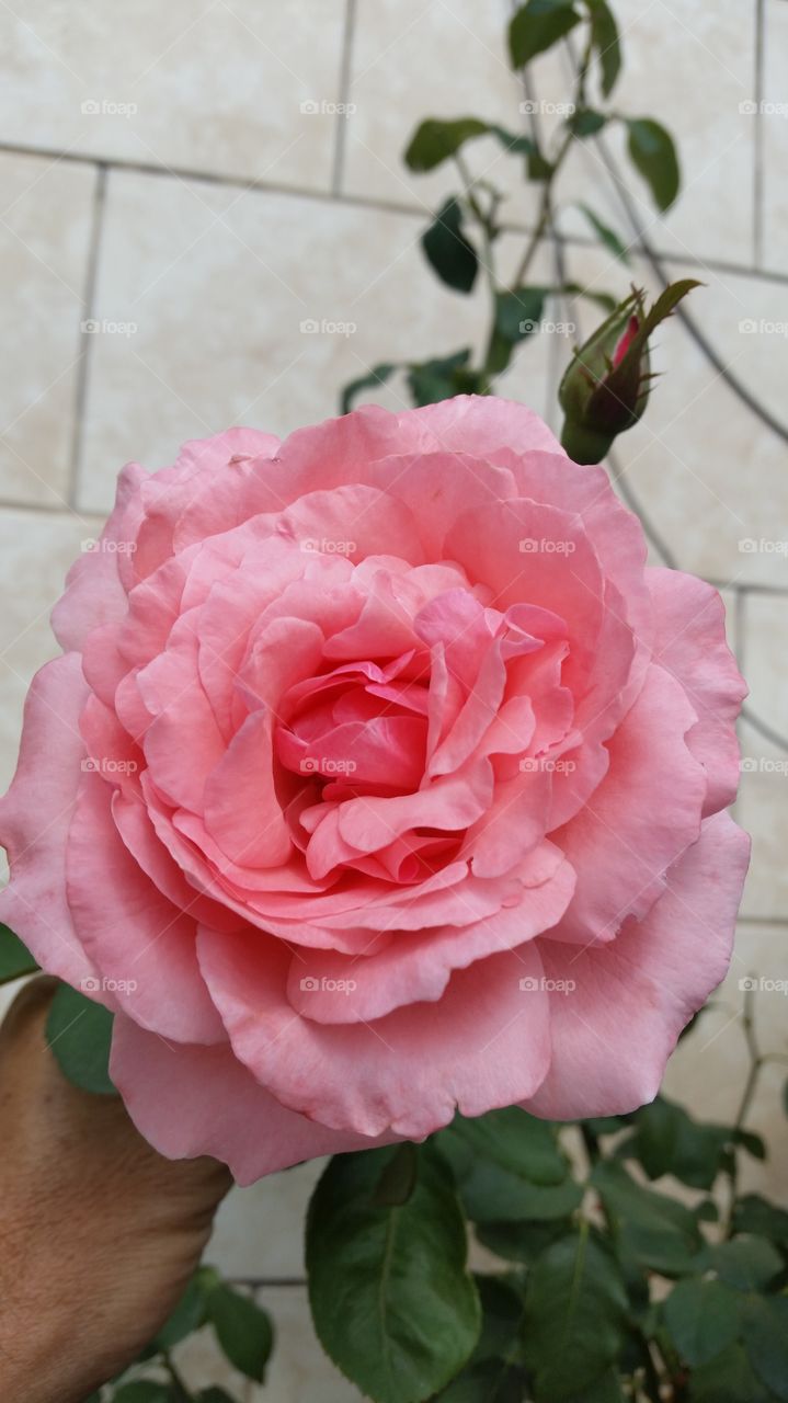 Rosa