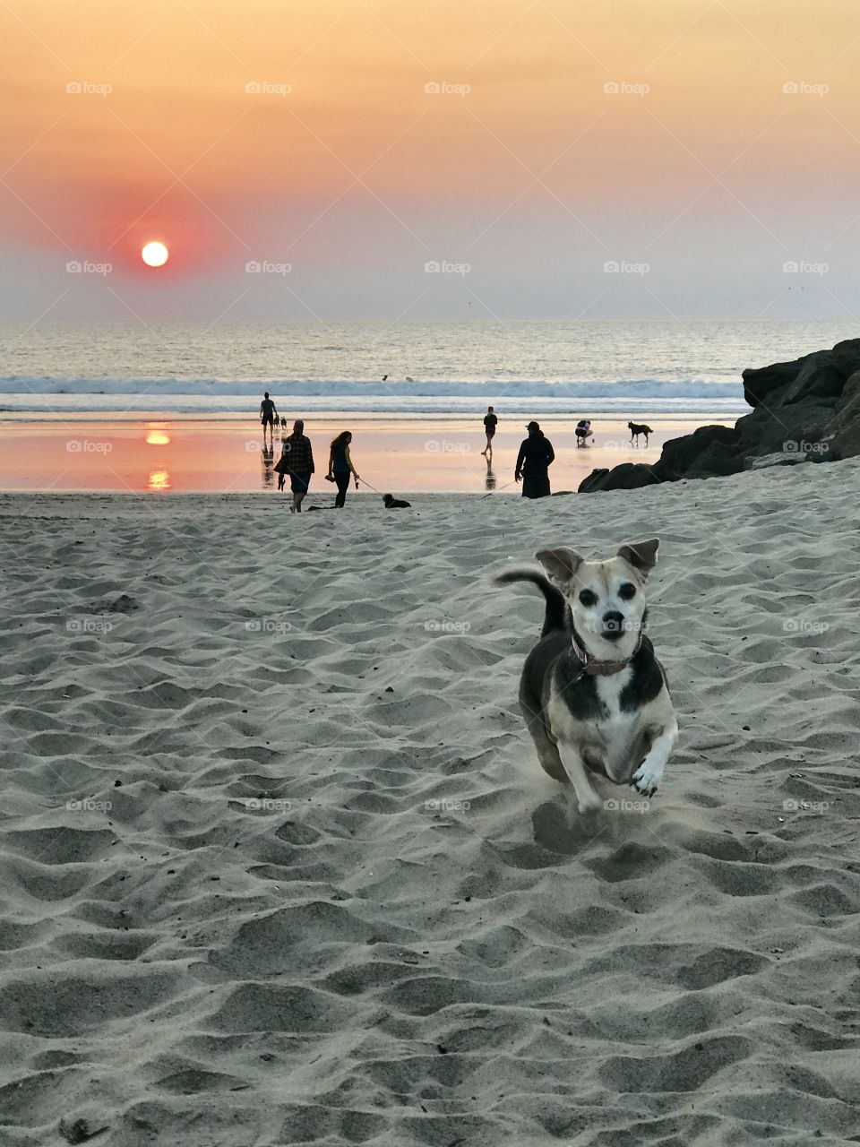 Dog’s beach sunset 