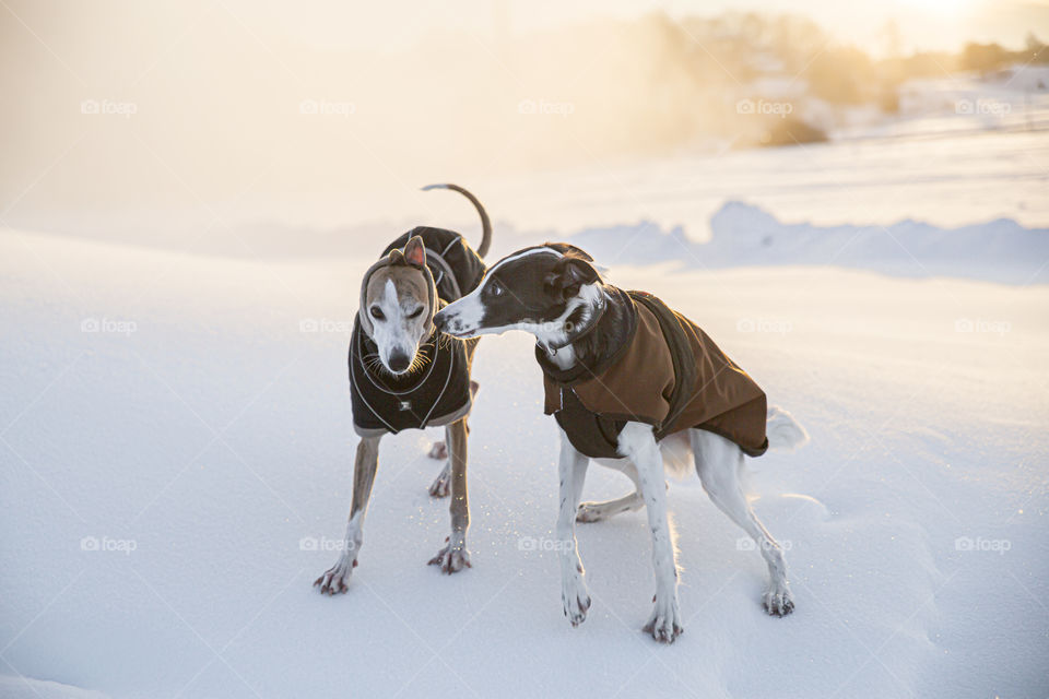 Two playful greyhound dogs being best friends and kissing each other wearing dog clothes 