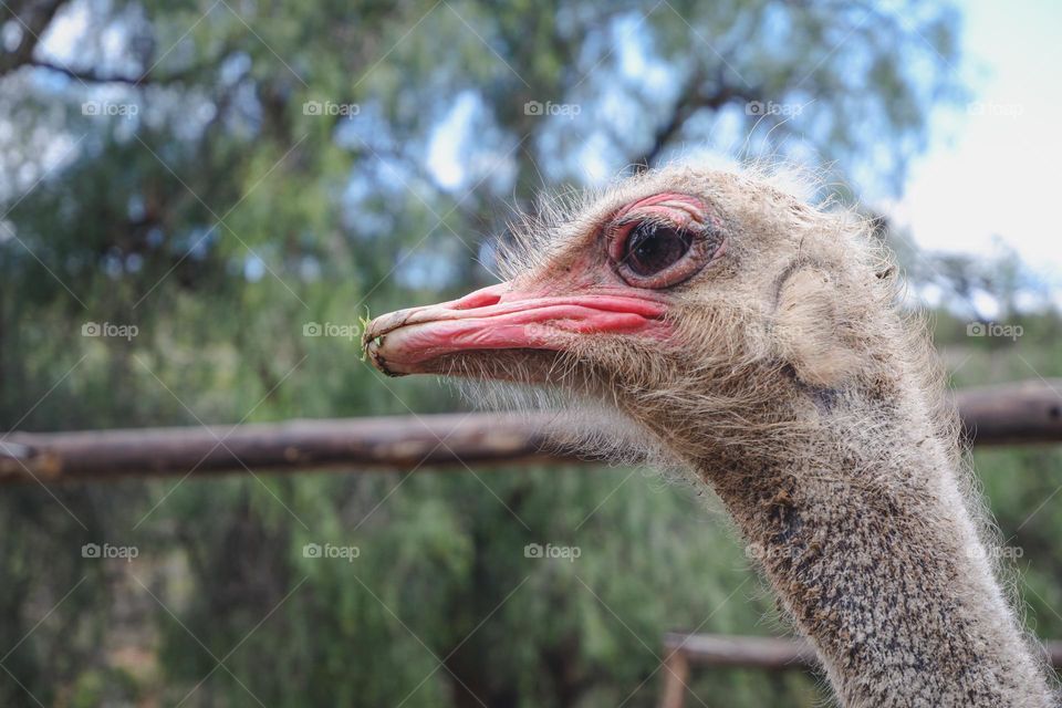 Ostrich