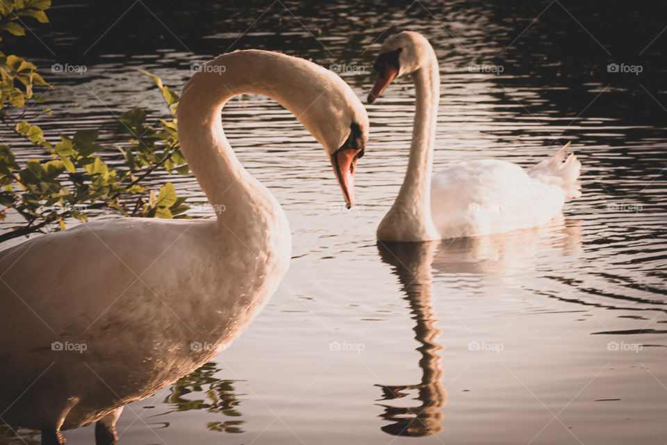 Two swans on a pond