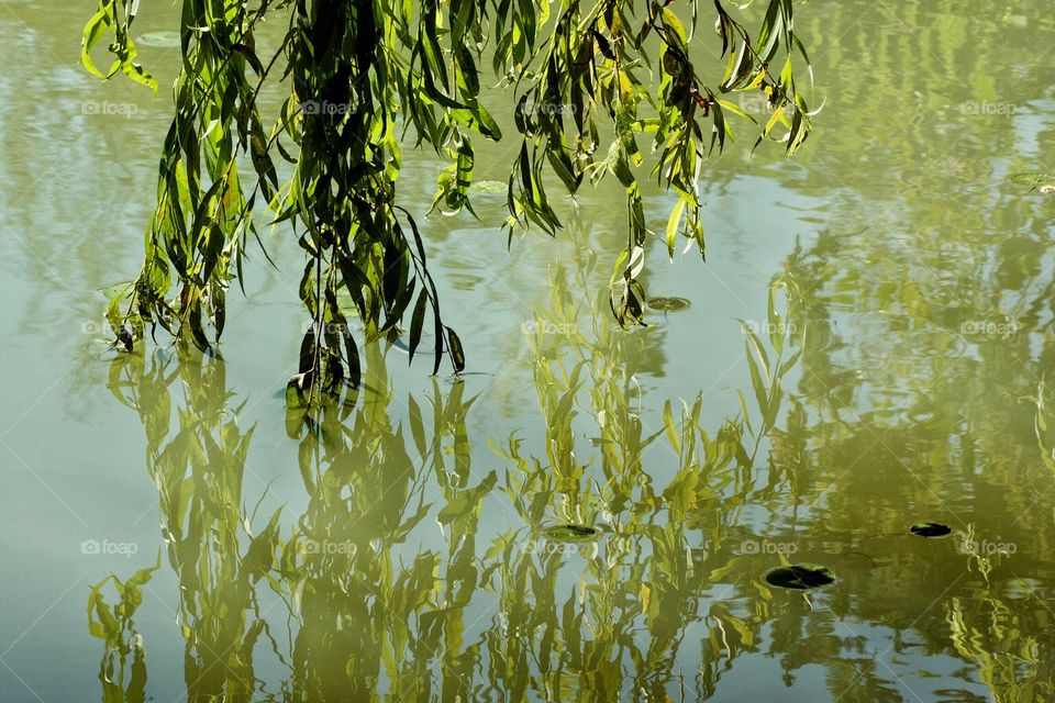 Willow leaves Reflection 