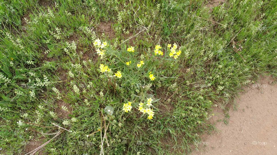 wild flowers