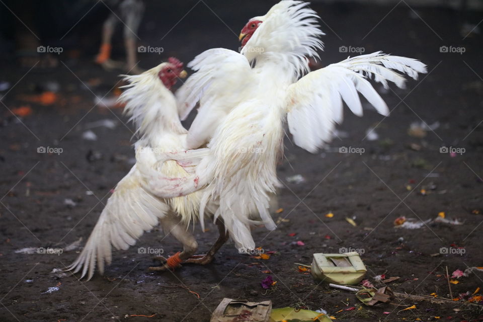 Bali Traditional Ceremony Chicken Fighting
