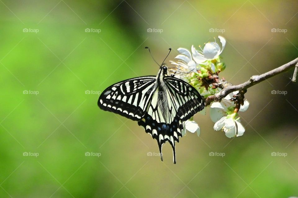 Beautiful and cute butterfly