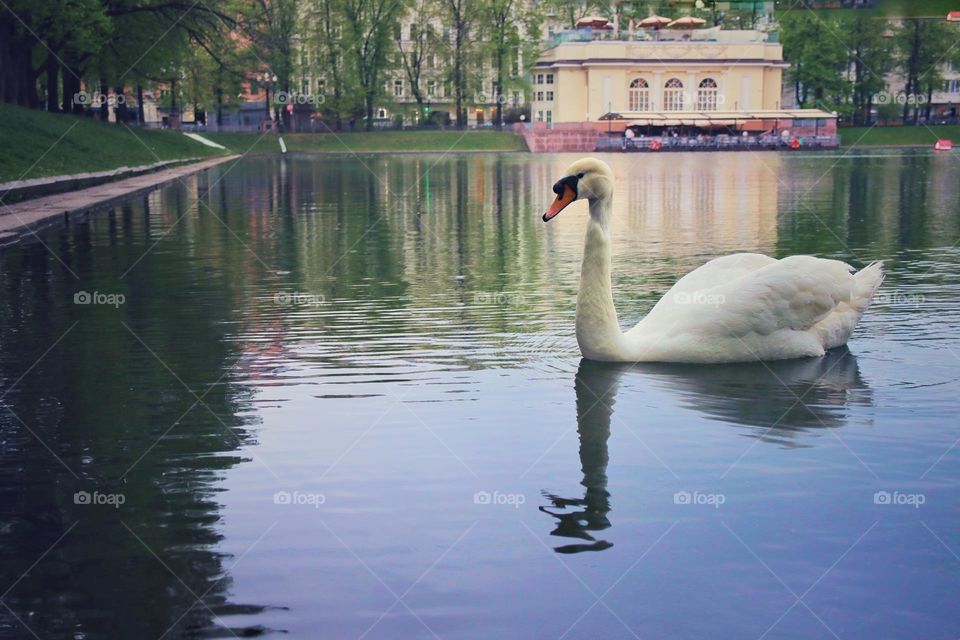 swan in the city pond