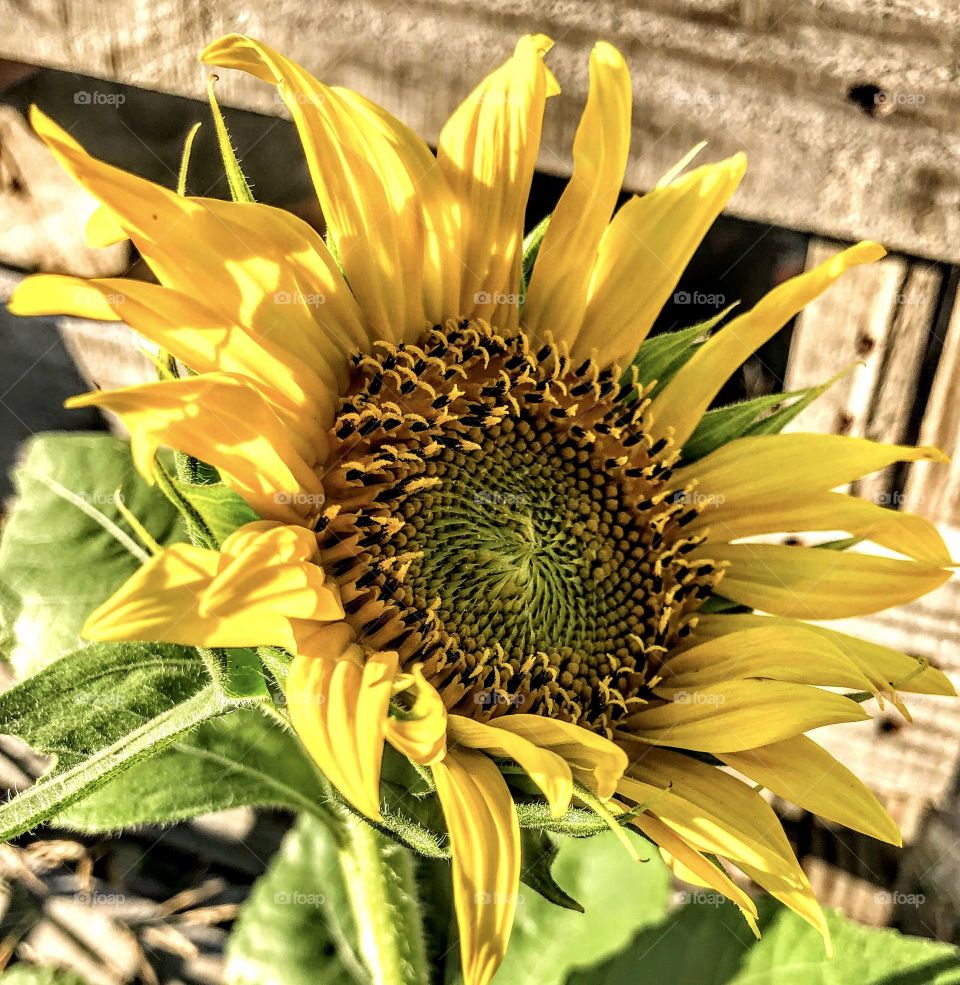 Sunflower