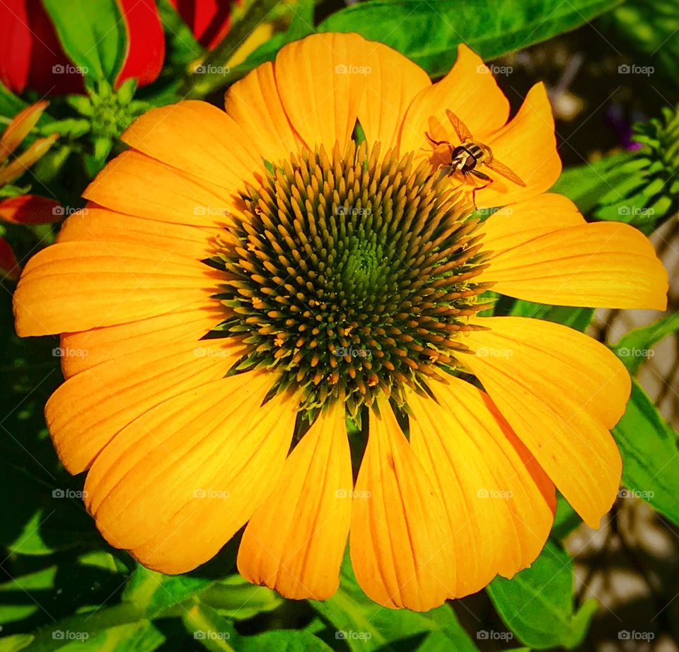 Yellow flower with an insect on it—taken in Ludington, Michigan 