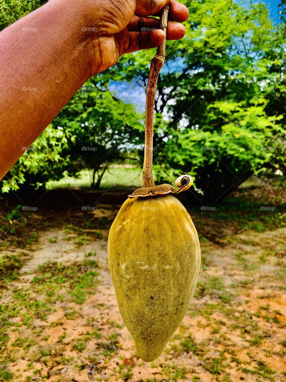 Dry bulb like baobab fruit. It’s harvest from an old baobab tree in a forest in Africa 