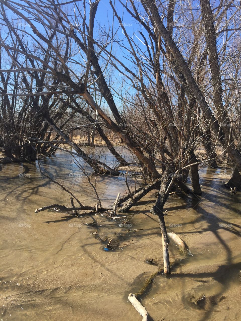 Dead trees in river